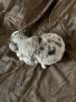 Three, a female Toy Australian Shepherd for sale in Georgia, GA – Photo 2 of 2