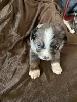 One, a female Toy Australian Shepherd for sale in Georgia, GA – Photo 1 of 2