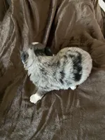 One, a female Toy Australian Shepherd for sale in Georgia, GA – Photo 2 of 2