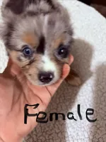 One, a female Toy Australian Shepherd for sale in Powder Springs, GA – 1 of 2