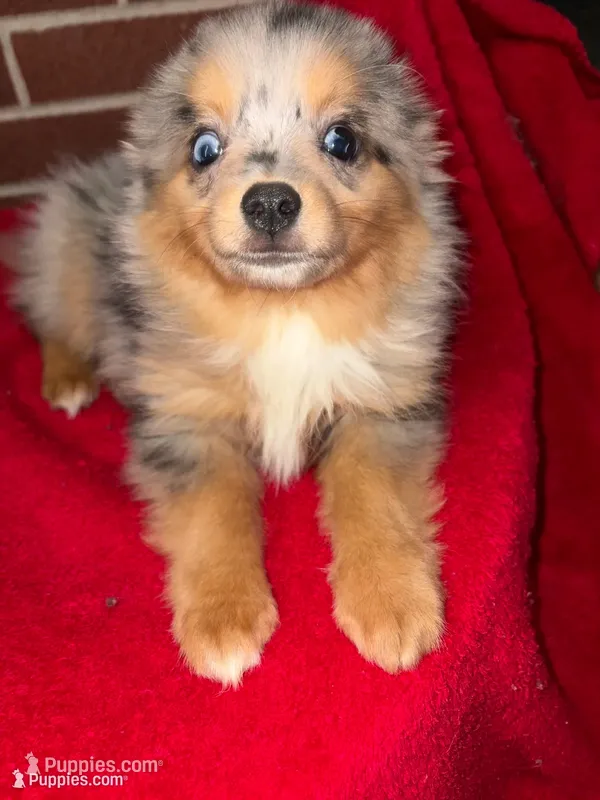 Little man – Toy Australian Shepherd puppy for sale in Powder Springs, GA