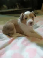 Tonya, a female Shetland Sheepdog for sale in White Lake Township, MI – 1 of 1