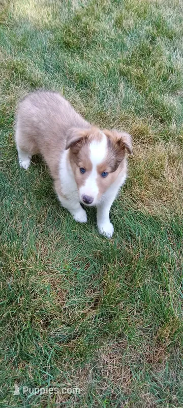 Sky – Shetland Sheepdog puppy for sale in White Lake Township, MI