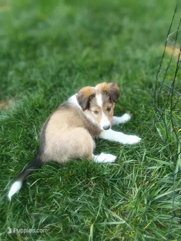 Bella – Shetland Sheepdog puppy for sale in White Lake Township, MI