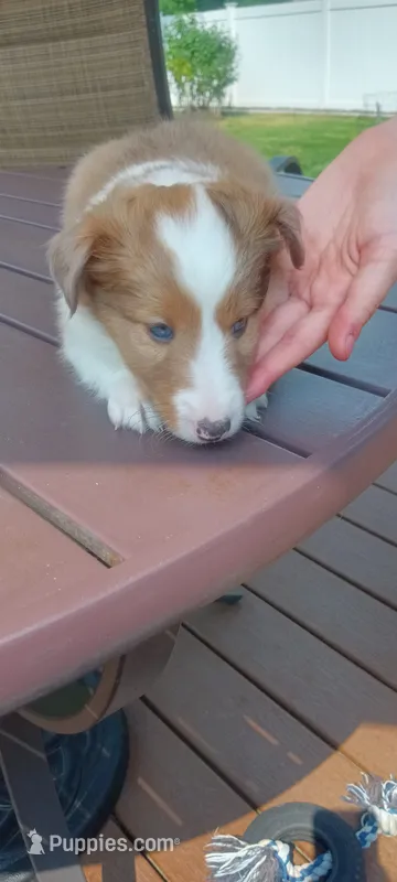 Mary – Shetland Sheepdog puppy on hold in White Lake Township, MI