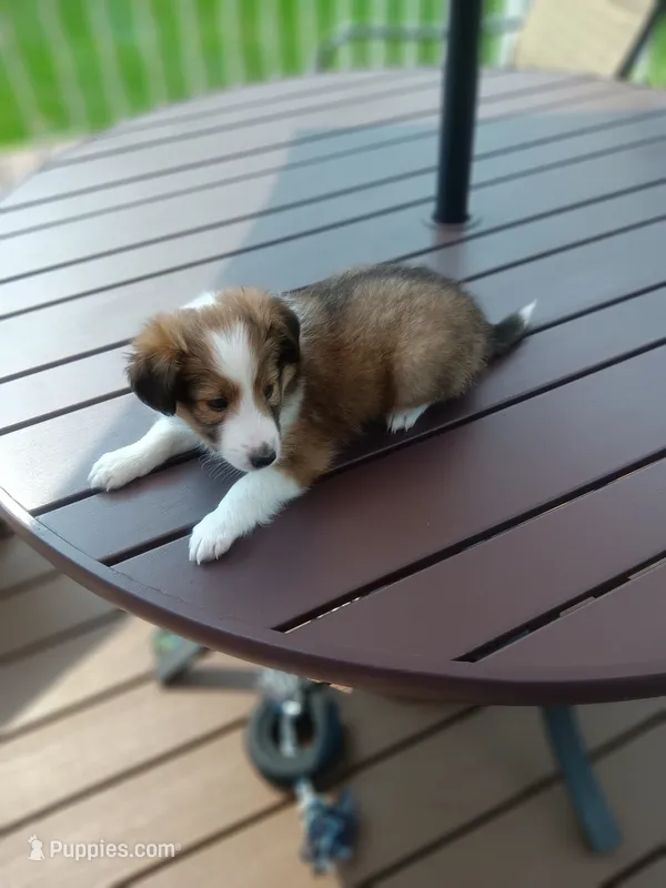 Bella – Shetland Sheepdog puppy for sale in White Lake Township, MI