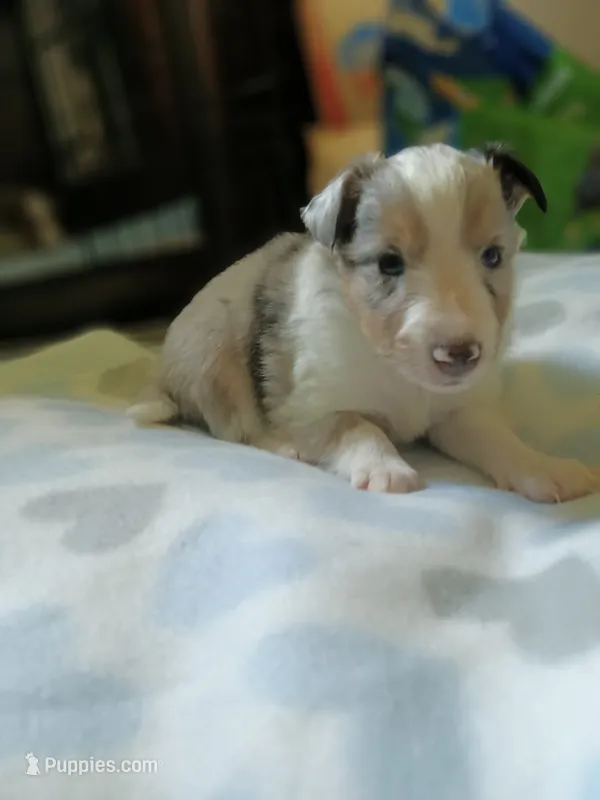 Sky – Shetland Sheepdog puppy for sale in White Lake Township, MI