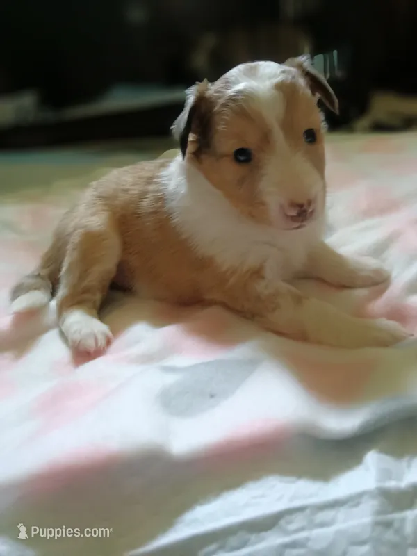 Bella – Shetland Sheepdog puppy for sale in White Lake Township, MI