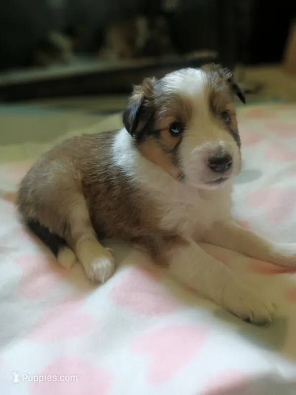 Dotty – Shetland Sheepdog puppy for sale in White Lake Township, MI