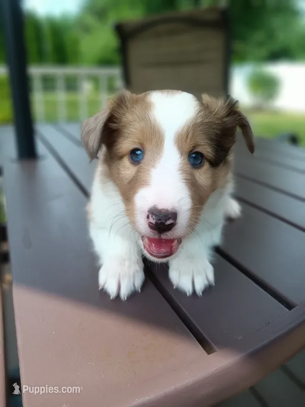Sky – Shetland Sheepdog puppy for sale in White Lake Township, MI