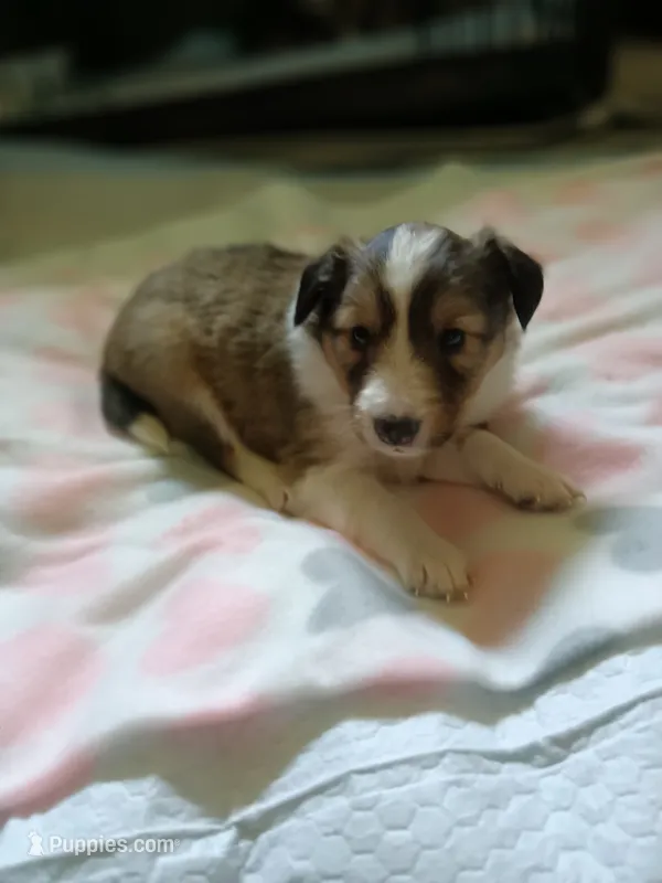 Bella – Shetland Sheepdog puppy for sale in White Lake Township, MI