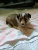 Bella, a female Shetland Sheepdog for sale in White Lake Township, MI – 1 of 1
