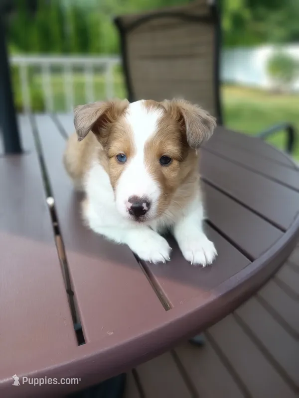Tonya – Shetland Sheepdog puppy for sale in White Lake Township, MI