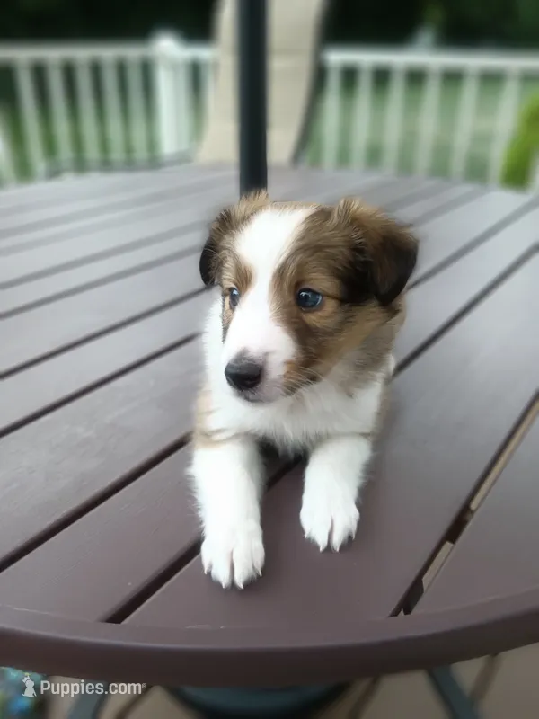 Dotty – Shetland Sheepdog puppy for sale in White Lake Township, MI