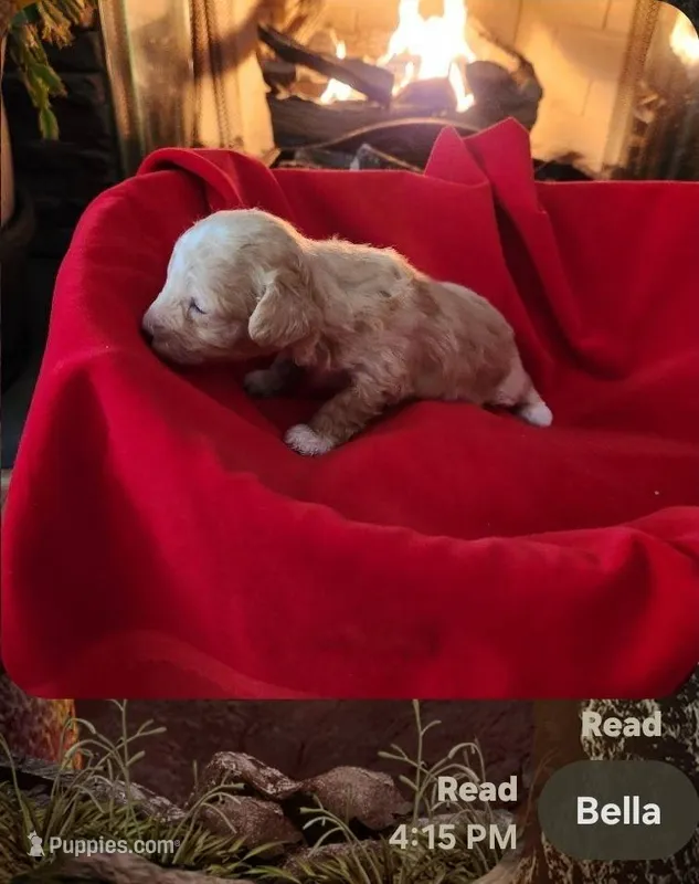 Bella  – Poodle - Miniature  puppy for sale in Piedmont, WV
