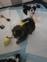 Walnut, a male Shorkie for sale in Vineland, NJ – 8 of 9