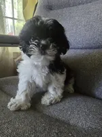 Daisy, a female Shorkie for sale in Vineland, NJ – 8 of 8