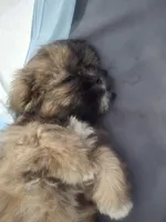 Cashew aka  Cass, a male Shorkie for sale in Vineland, NJ – 9 of 9