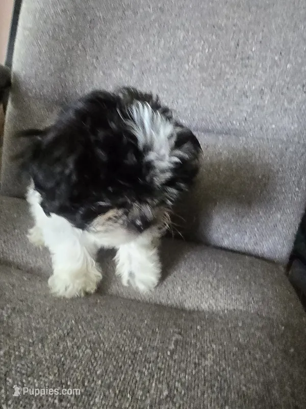 Oreo – Shorkie puppy for sale in Vineland, NJ
