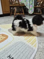 Daisy , a female Shorkie for sale in Vineland, NJ – 2 of 2