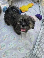 Walnut, a male Shorkie for sale in Vineland, NJ – 3 of 9