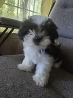 Ringo, a female Shorkie for sale in Vineland, NJ – 5 of 10