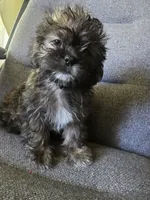 Walnut, a male Shorkie for sale in Vineland, NJ – 2 of 9