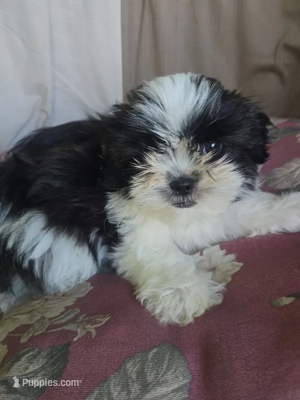Ringo – Shorkie puppy for sale in Vineland, NJ