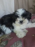 Ringo, a female Shorkie for sale in Vineland, NJ – 1 of 10
