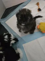Walnut, a male Shorkie for sale in Vineland, NJ – 7 of 9