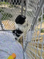 Daisy, a female Shorkie for sale in Vineland, NJ – 7 of 8