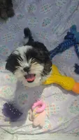 Ringo, a female Shorkie for sale in Vineland, NJ – 8 of 10