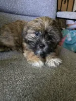 Cashew aka  Cass, a male Shorkie for sale in Vineland, NJ – 8 of 9