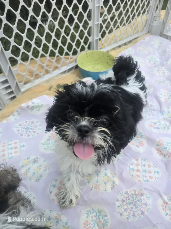 Daisy – Shorkie puppy for sale in Vineland, NJ