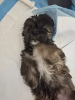 Cashew aka  Cass, a male Shorkie for sale in Vineland, NJ – 4 of 9