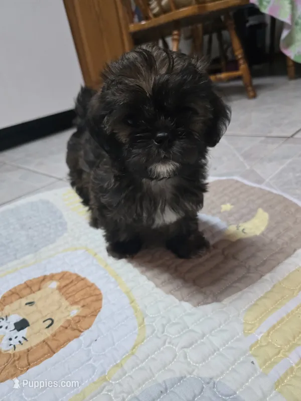 Walnut  – Shorkie puppy for sale in Vineland, NJ