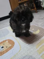 Walnut , a male Shorkie for sale in Vineland, NJ – 3 of 3