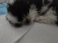 Ringo, a female Shorkie for sale in Vineland, NJ – 9 of 10