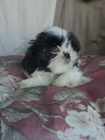 Ringo, a female Shorkie for sale in Vineland, NJ – 2 of 10