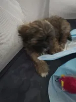 Cashew aka  Cass, a male Shorkie for sale in Vineland, NJ – 5 of 9