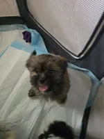 Cashew aka  Cass, a male Shorkie for sale in Vineland, NJ – 2 of 9