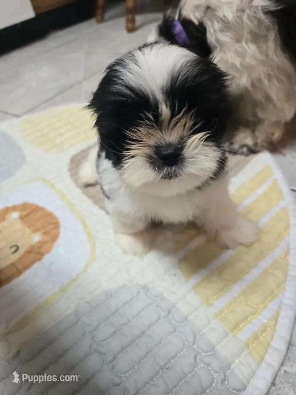 Ringo – Shorkie puppy for sale in Vineland, NJ