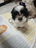 Ringo, a female Shorkie for sale in Vineland, NJ – 1 of 2