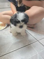 Ringo, a female Shorkie for sale in Vineland, NJ – 2 of 2