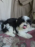 Ringo, a female Shorkie for sale in Vineland, NJ – 10 of 10