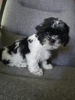 Daisy, a female Shorkie for sale in Vineland, NJ – 2 of 8