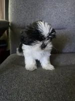 Ringo, a female Shorkie for sale in Vineland, NJ – 6 of 10