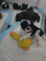 Daisy, a female Shorkie for sale in Vineland, NJ – 5 of 8