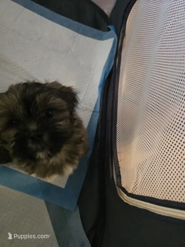 Cashew aka  Cass – Shorkie puppy for sale in Vineland, NJ
