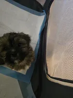 Cashew aka  Cass, a male Shorkie for sale in Vineland, NJ – 1 of 1